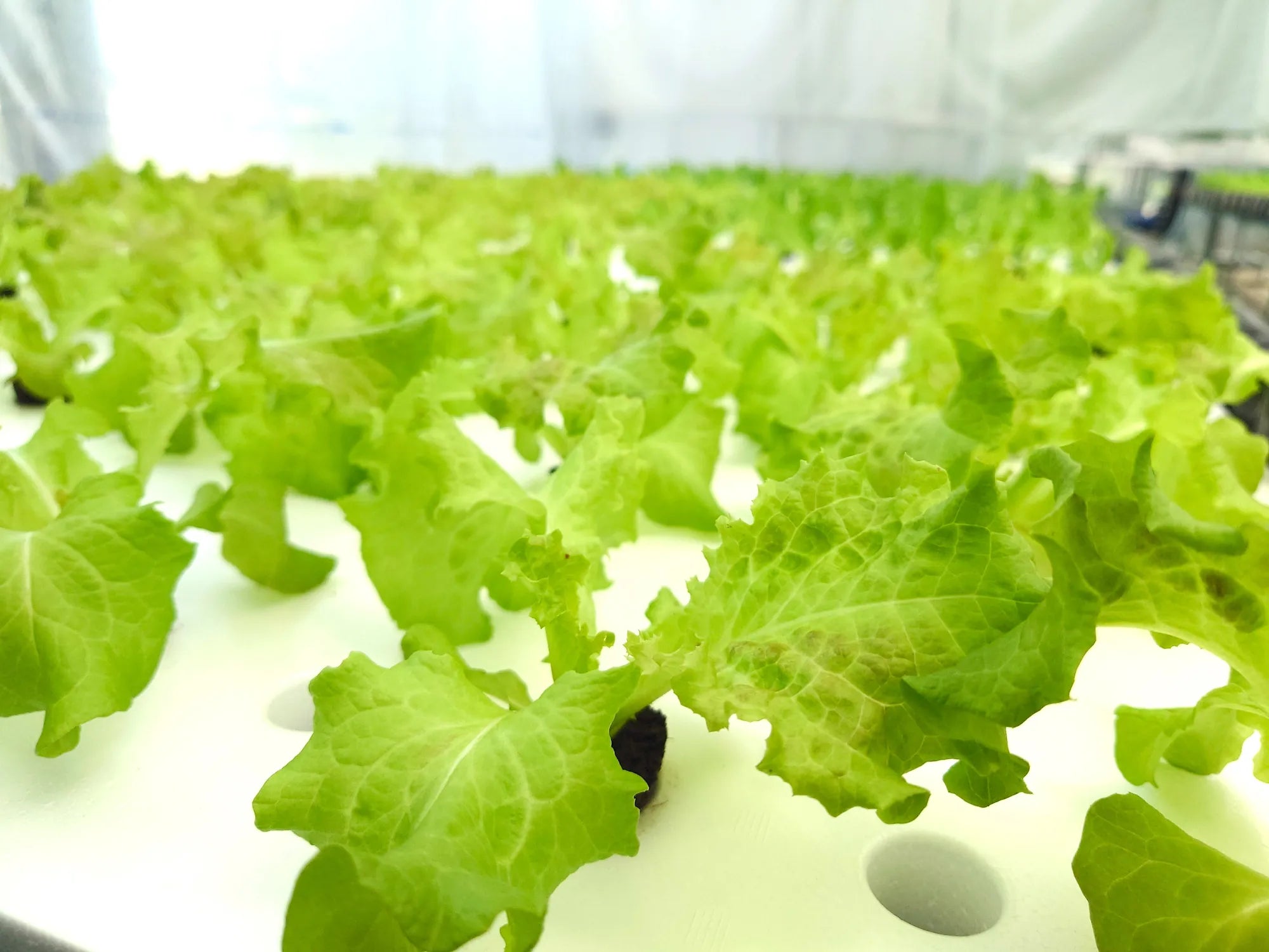 Greenhouse aquaponics farm at Fujisaki Aquaponics Town