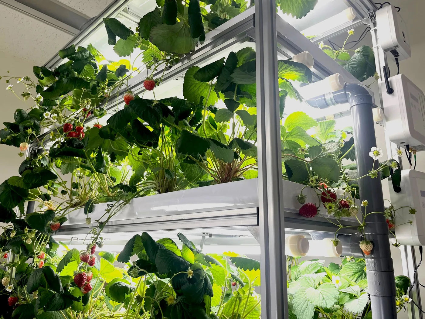 Strawberries fruiting on a multi-tier indoor rack
