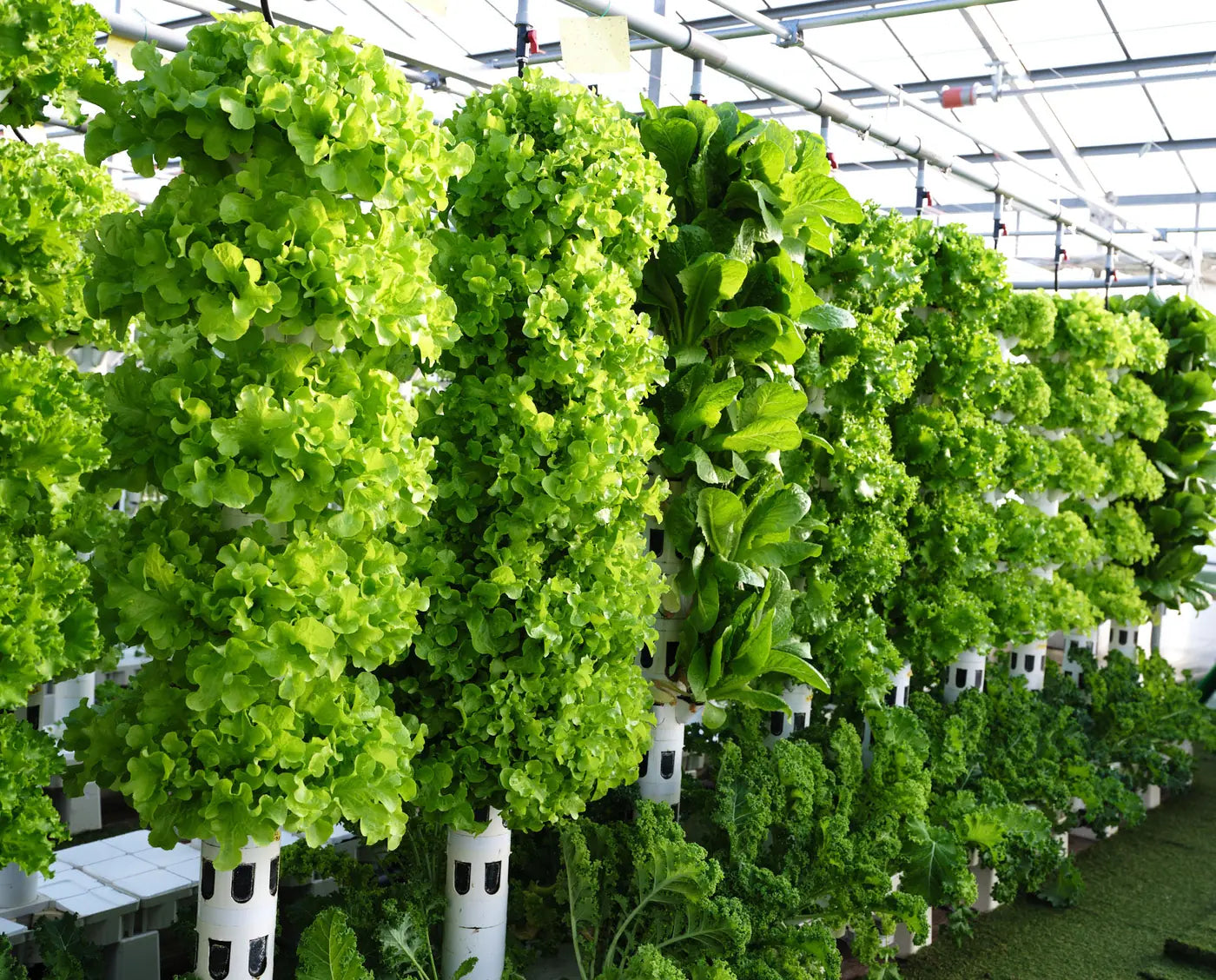 A wall of vertical grow towers planted with leafy greens
