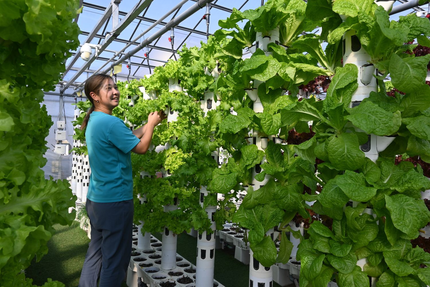 An operator working among vertical grow towers