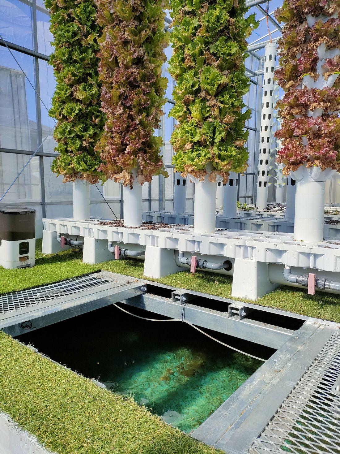 Grow towers beside an open tank set into the floor