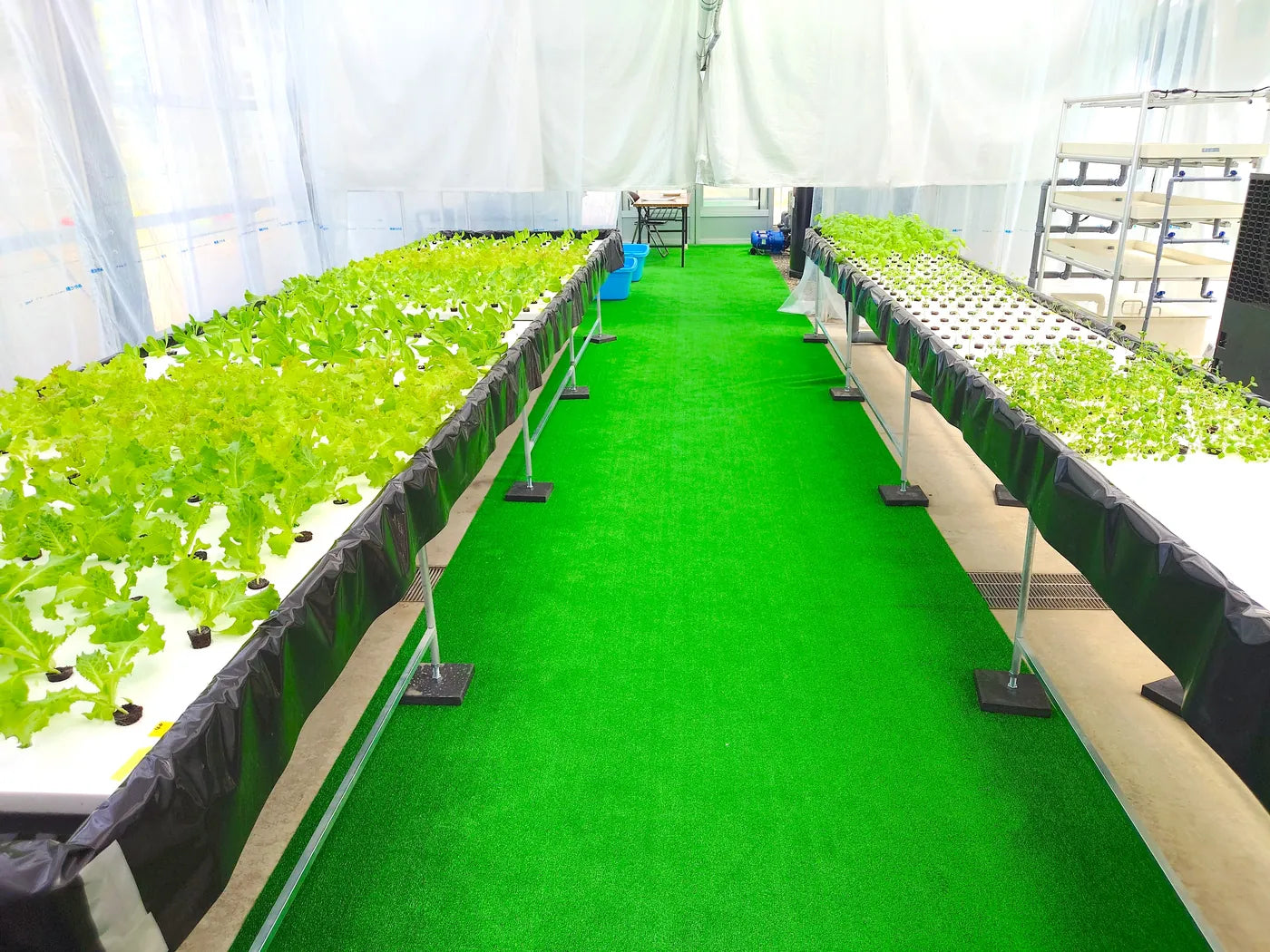 Raft beds of leafy greens floating on water inside a greenhouse