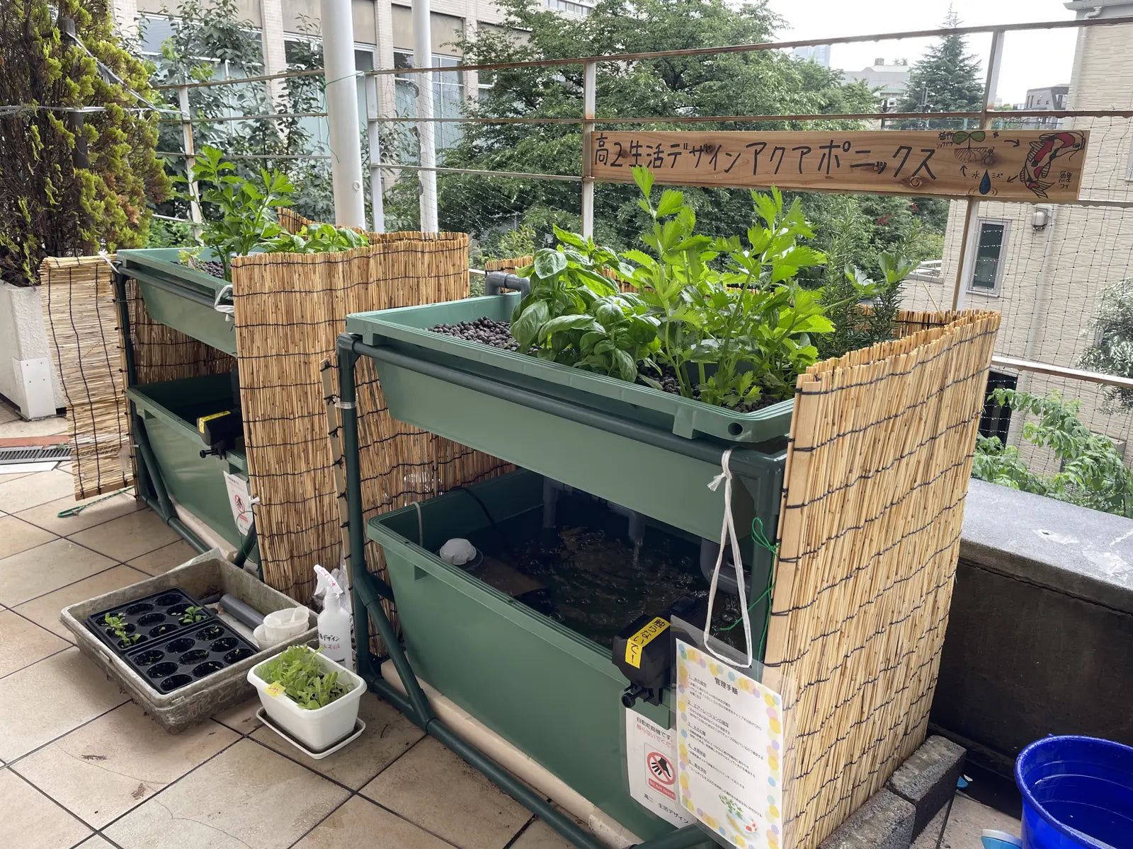 Two green media-bed systems on a school terrace, with reed screens and the class banner