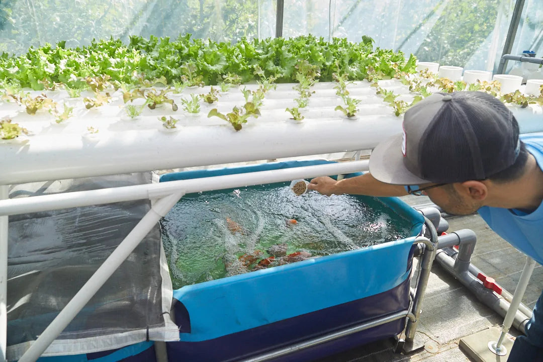 Feeding fish at an open aquaponic tank