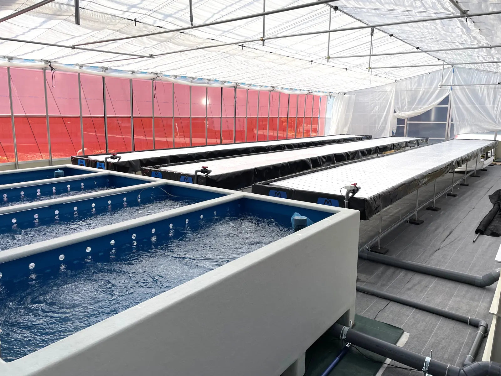 Assist Plan, an Aquponi aquaponic farm in Japan