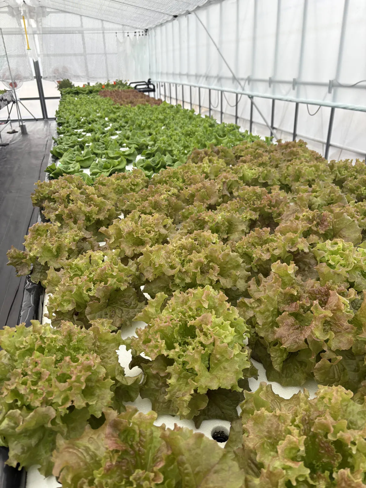 Haidai Kogyo, an Aquponi aquaponic farm in Japan