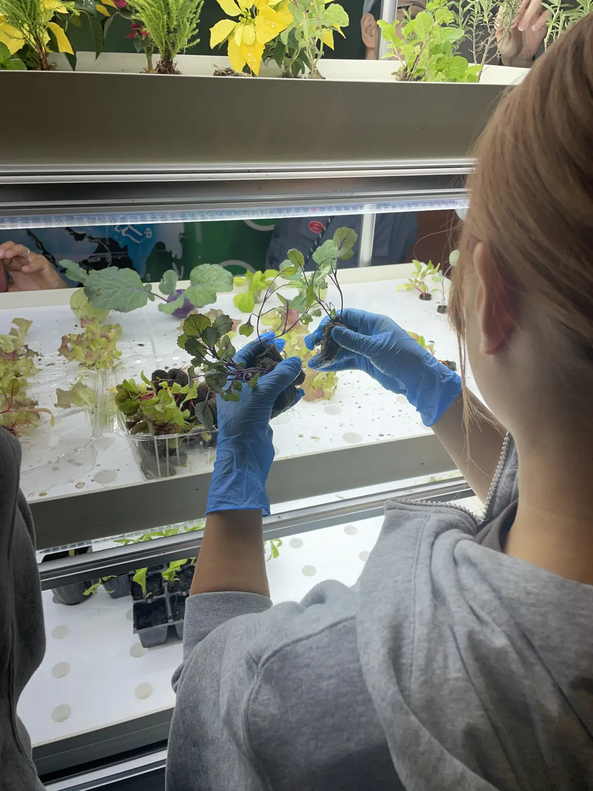 Jikei Gakuen, an Aquponi aquaponic farm in Japan
