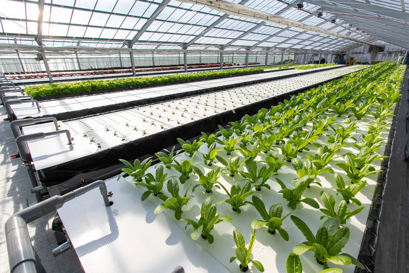 Long raft beds of young greens inside a bright greenhouse in Gifu, Japan