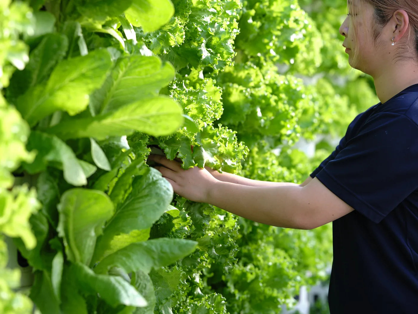 Hands harvesting lettuce from a grow tower