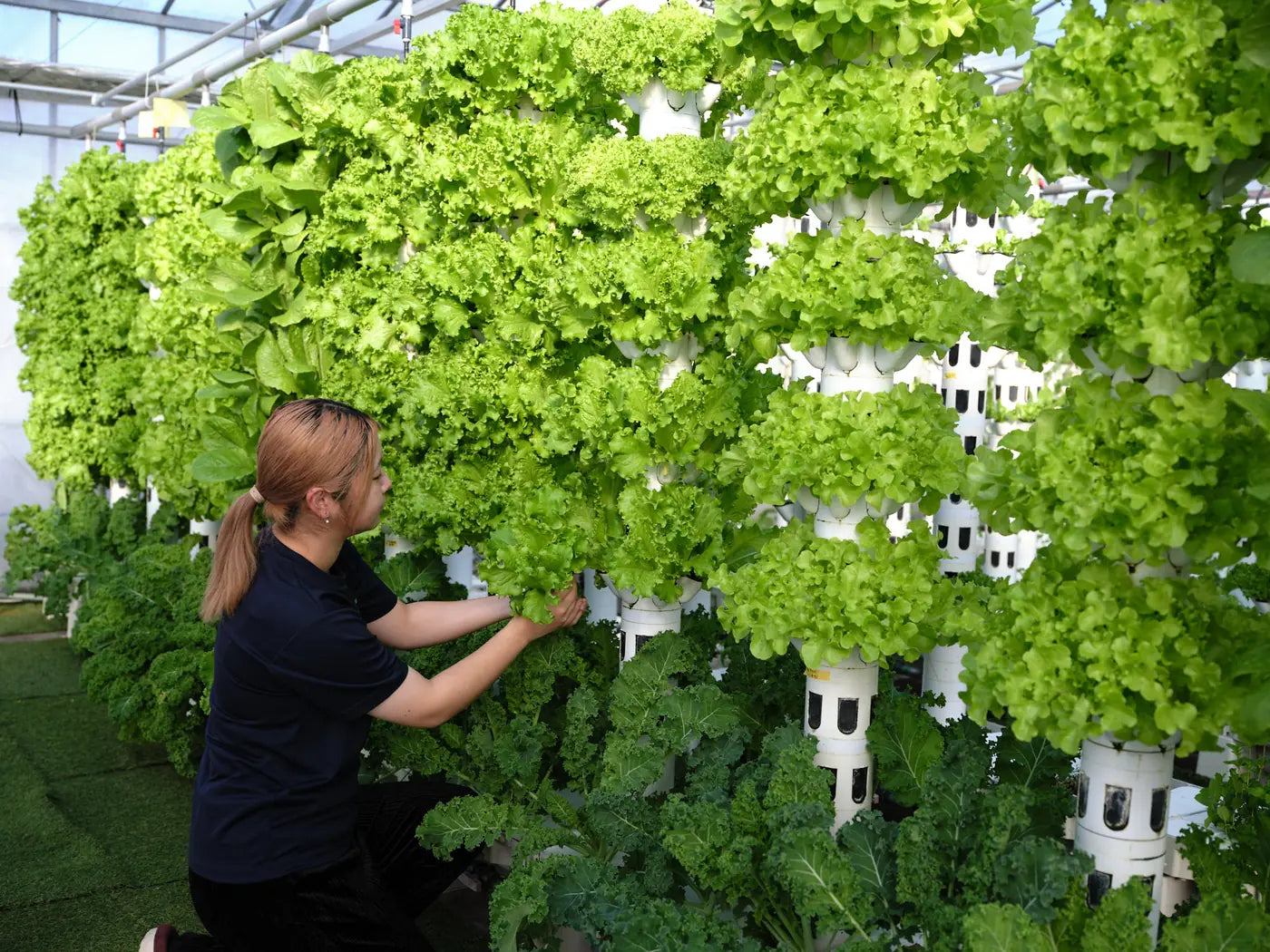 A worker tending planted grow beds inside a greenhouse